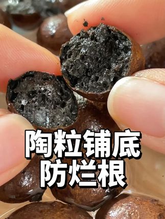 在透气的花盆也少不了陶粒,透水透气不烂根 #陶粒