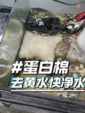 蛋白棉-去黄水,便宜又实惠 #蛋白棉#水族#空气缸#养鱼必备