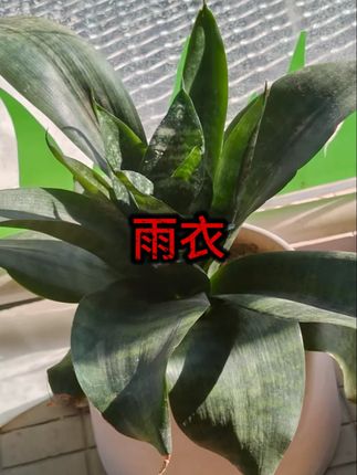 雨衣电动车电瓶长款大领口全身防雨雨衣男女款成人外穿骑行 #雨衣  #电动车雨衣  #雨披