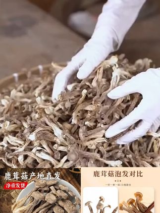 鹿茸菇干货500g/250g古田特产鹿茸菇新鲜鹿茸菌脆脆菇鹿 好物推荐#鹿茸菇 #鹿茸菇怎么炒好吃 #古田鹿茸菇 #鹿茸菇炒五花肉 #好物推荐