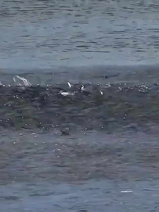 ROCKPA喷水波爬路亚假饵水面系浮水撞水波扒噪音声波鲈鱼翘嘴黑鱼#假饵 #路亚假饵 #钓鱼假饵 #假饵分享 #假饵推荐
