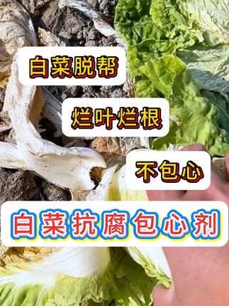 白菜抗腐包心剂 #白菜种植 #白菜抗腐包心剂 #白菜抗腐 #白菜包心 #白菜管理