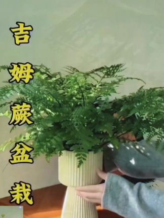吉姆蕨网红植物盆栽绿植室内茶室盆景花卉水培蕨类观叶好养盆栽花