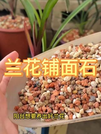 兰花铺面石护茎土兰花土多肉绿植花卉盆景专用盖面土#兰花铺面石护 #盖面土 #兰花铺面石