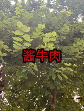 内蒙古酱牛肉150g*5袋即食 #内蒙古特产 #即食牛肉 #健身零食