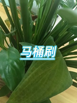 长柄马桶刷 #清洁刷 #马桶清洁 #卫生间神器 #居家清洁 #浴室好物
