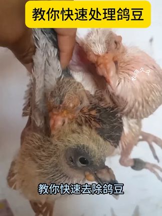 鸽子长豆试试这样#养鸽人 #养鸟经验分享 #鸽子 #信鸽赛鸽 #鸽痘处理 @抖音创作小助手