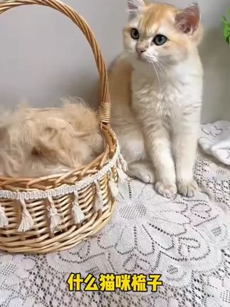猫咪狗狗梳子去浮毛神器宠物自洁针排梳长短毛除毛专用清理梳毛刷