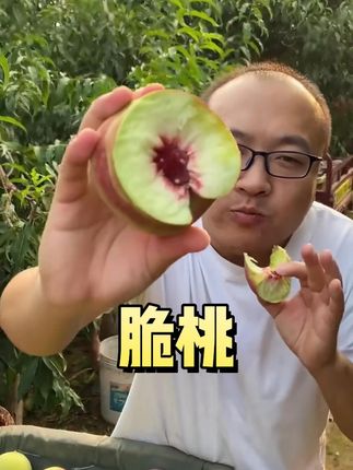 天呐!怎么会有这么好吃的青皮脆蜜桃,就是这个红不软脆蜜桃,真的巨好吃,又脆又甜,嘎嘣嘎嘣脆,唇齿留香,回味无穷,桃香味特别浓郁,放不软真的放不软,爱吃脆桃的一定要尝尝!#脆桃 #快来一起尝个鲜 #应季水果 #脆蜜桃 #桃子熟了