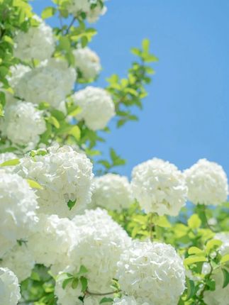 #穿搭#显瘦穿搭#小个子穿搭#夏季穿搭#裤子cdx9.20
