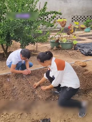 FFFFF#热点 #种植小技巧 #农业 #发酵腐熟稻壳营养土