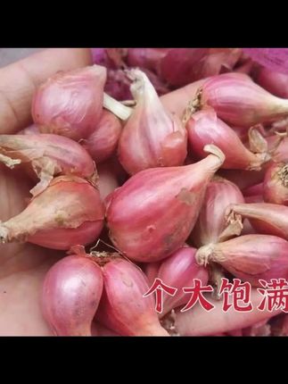 香葱种子 葱头种四季葱头干新鲜葱头花盆栽葱头种四季香葱葱种子葱头 #农业 #大葱种植 #葱头 #葱 #香葱