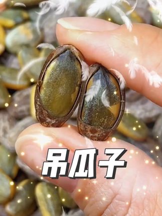 一吃就停不下吊瓜子,一年就吃这一次,整箱吃都不够吃 新货大颗粒吊瓜子,都是今年新货现炒现发,颗颗粒大饱满,果仁奶香浓郁,一口又一口好吃到停不下来了。#优质农产品#零食推荐#吊瓜子#口感非常好#超便宜超划算