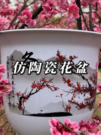 超高颜值又厚实的大花盆,特别抗摔耐造。不怕风吹雨淋#花盆 #塑料花盆 #超大花盆 #养花种树