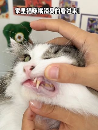 铲屎官必看!VCare清吻,猫狗口臭一键消除!#VCare #VCare清吻 #打开暑假的100种方式 #猫咪健康 #新手养猫
