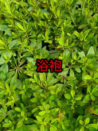 #浴袍 #速干浴巾 #洗澡神器