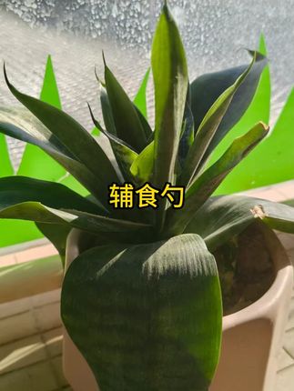 安可苏辅食勺宝宝勺子婴幼儿1-3岁硅胶勺新生儿硅胶软勺米糊勺   #辅食工具  #辅食勺  #米糊勺