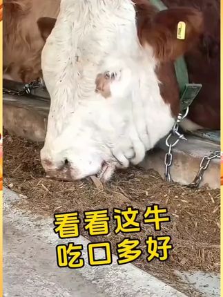#养牛人  #养猪人  #养羊人  #养殖  #猪牛羊养殖