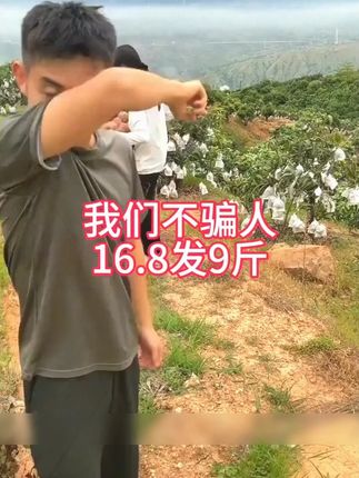 攀枝花的凯特芒果成熟了#凯特芒果 #产地直达 #新鲜水果