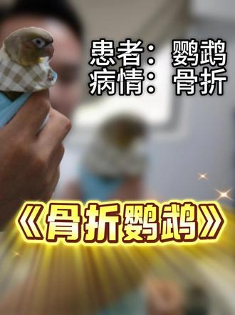 被主人不小心踩断腿的小太阳鹦鹉 可怜的小太阳鹦鹉被主人不小心踩断腿,看着让人心疼不已。及时带到医院进行专业骨科处理,希望小家伙能早日康复,也提醒大家养宠一定要多加小心,避免意外受伤!从骨科到眼科,从异宠到产科,江门乐琪宠物医院的服务半径几乎覆盖了宠物全生命周期、全种类的健康需求。#小太阳鹦鹉 #科学养宠 #异宠#江门宠物医院 #江门宠物骨科