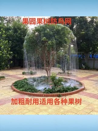 果树防鸟网樱桃树嘉宝树防鸟网罩葡萄园拦鸟挡鸟网子果树园防护网 #果树防鸟网 #樱桃树嘉宝树网 #葡萄园拦鸟网 #挡鸟网子 #果树园防护网