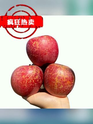 云南昭通的丑苹果真的好好吃哇!一打开箱子就闻到一股浓浓的苹果香味,随手拿一个都带有糖心,又脆又甜,吃苹果还得是云南的苹果 #丑苹果 #新鲜应季水果 #优质农产品 #丑苹果又甜又脆