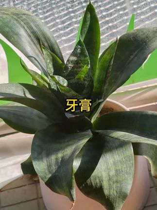 溶菌酶美白牙膏亮白清新口气牙膏清洁去渍炫白家庭洁牙 #牙膏 #清新口气牙膏 #牙膏推荐