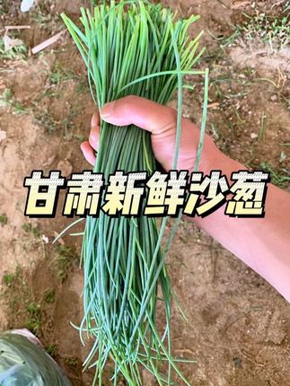 #沙葱 你们吃过吗? 我们东北这边都没听说过~你别说,还真好吃#太好吃了 #快来一起尝个鲜 #猎奇美食 #超便宜超划算