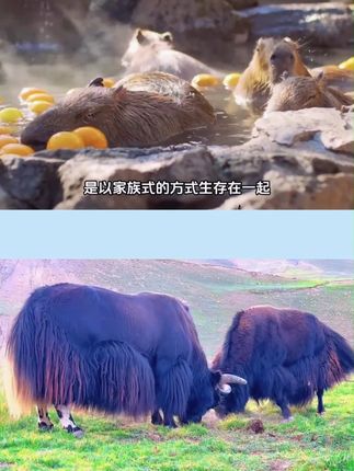 #迷你小拖把
