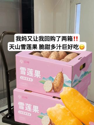 云南天山雪莲果 •现挖直发,金黄果肉藏着阳光的暖意,咬开便是清甜脆嫩的口感,汁水丰盈如蜜般流淌。低糖轻负担,每一口都是自然本真的味道。 新鲜现挖保留原始风味,冰镇后咬下更添几分沁爽脆嫩,一口爱上这份清爽~#新鲜采摘 #雪莲果 #脆甜多汁 #大人小孩都爰吃#谁懂这一口的好吃程度