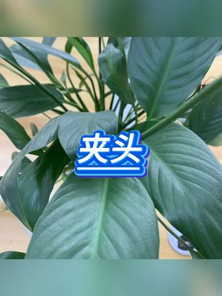 万向夹头  #电钻转换  #三爪设计  #六角柄接头  #电磨机配件  #麻花钻头