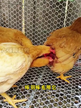 #养鸡 #养鸡人 #养殖