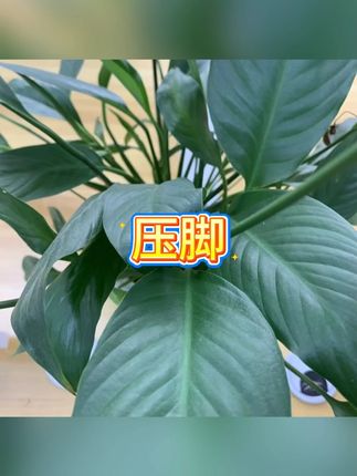 滚轮压脚 #缝纫机压脚 #平车压脚 #明线压脚神器 #滚轮脚 #压脚