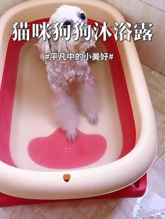猫咪狗狗专用沐浴露再送【洗澡刷】除螨除臭狗狗猫用沐浴露持久留 #热点 #猫咪狗狗专用沐浴露 #洗澡刷