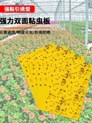超便宜超划算 双面防水装黄板诱虫板灭虫板果园大棚粘板两种颜色选择#虫害防治 #灭虫小妙招 #灭虫 #果园日常 #大棚种植