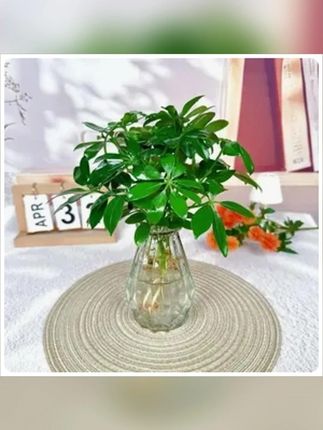 水培七叶莲鸭脚木绿植盆栽室内外生长四季常青观叶植物
