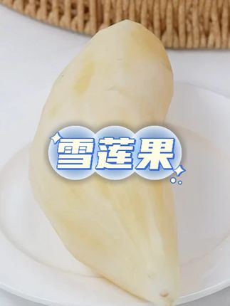 正宗云南天山雪莲果头茬黄白果净重3-9斤装现挖 #水果 #雪莲果 #好吃不贵 #水果推荐