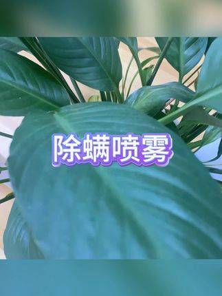 除螨喷雾 #除螨喷雾  #4瓶装  #床铺清洁  #母婴可用  #免洗晒