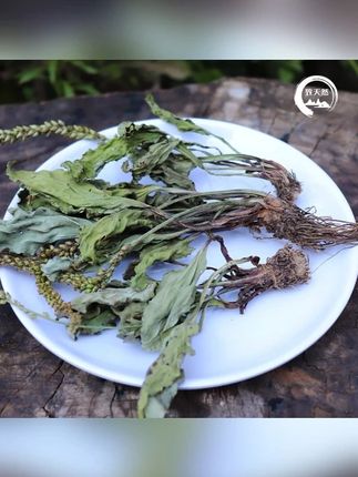 车前草精选干净新货车前草泡水秦岭野生新鲜车前作用桃胶天然#好物推荐🔥 #好产品一起分享 #超便宜超划算