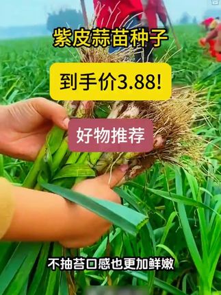 您见过蒜苗种子吗?这个就是紫根宽叶蒜苗,耐寒耐热口感鲜香,不长根茎只长苗#蒜苗#家庭种植 #蒜苗种子