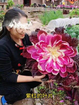B5-3还在种普通的白菜吗?今年种些紫白菜吧#蔬菜种子 #三农 #紫白菜 #特色农产品