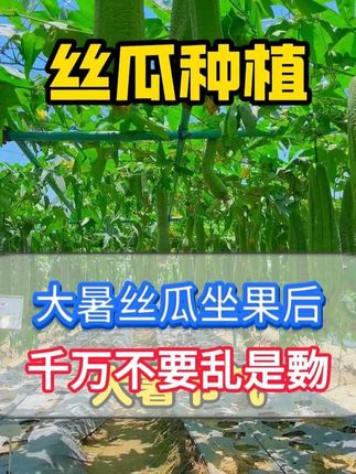 大暑丝瓜坐果后不要乱施肥 #种植小技巧 #三农 #农业种植 #丝瓜种植 #丝瓜管理
