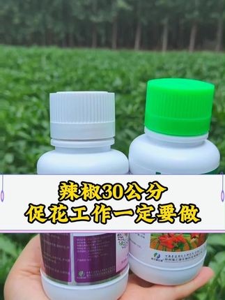 辣椒30公分的时候,促花工作一定要做 #辣椒种植 #辣椒促花 #辣椒高产 #八葆素