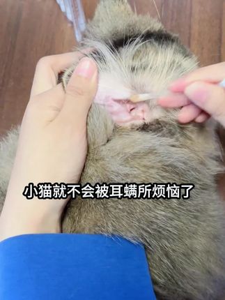 宠物洗耳液棉签一次性除螨猫狗耳螨洁耳液温 宠物用的棉签也太方便了,好用又便宜 #萌宠出道计划 #新手养宠 #猫咪刷牙 #科学养宠攻略 #好物推荐🔥