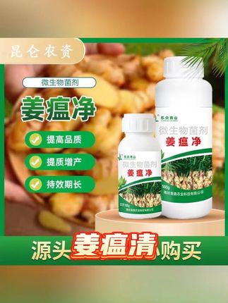种姜的农友们你的姜苗已经发芽了,这个时候预防姜瘟很重要#种姜 #生姜种植