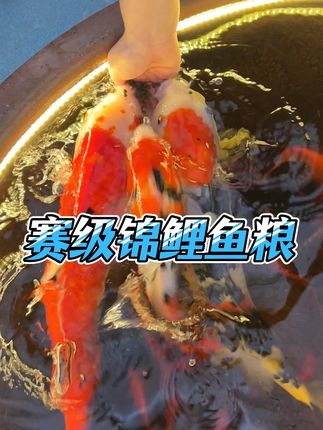 原来锦鲤鱼粮分这么多种#锦鲤鱼粮 #养鱼日记 #新手养鱼