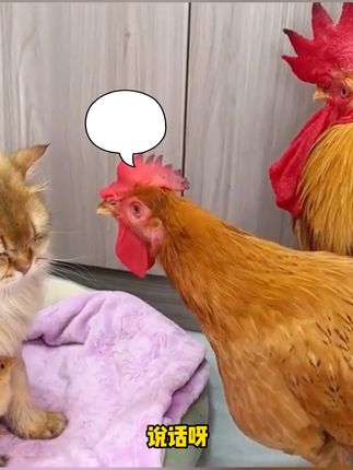猫后生配音秀
