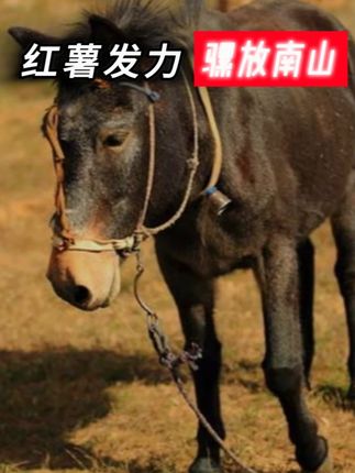 红薯发力 骡放南山 #硬核深度计划