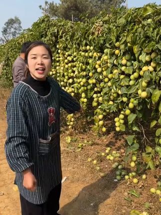 #优质农产品 #新鲜采摘 #钦蜜9号百香果 #百香果 #超便宜超划算