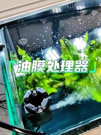 鱼缸水面漂浮的油膜是不是让你头大了?每次换水都折腾半天?来看看这个油膜处理器,轻松拥有美丽鱼缸#油膜处理器 #鱼缸除油膜 #鱼缸清洁 #养鱼日记 #玻璃缸中的大自然